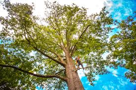 How Our Tree Care Process Works  in  Old Saybrook Center, CT