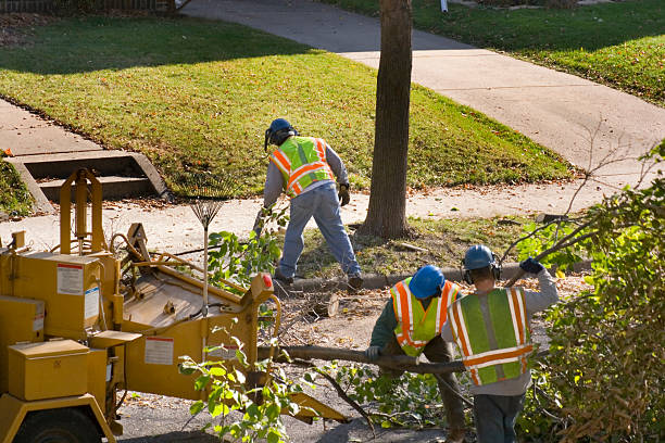 Best Tree and Shrub Care  in Old Saybrook Center, CT